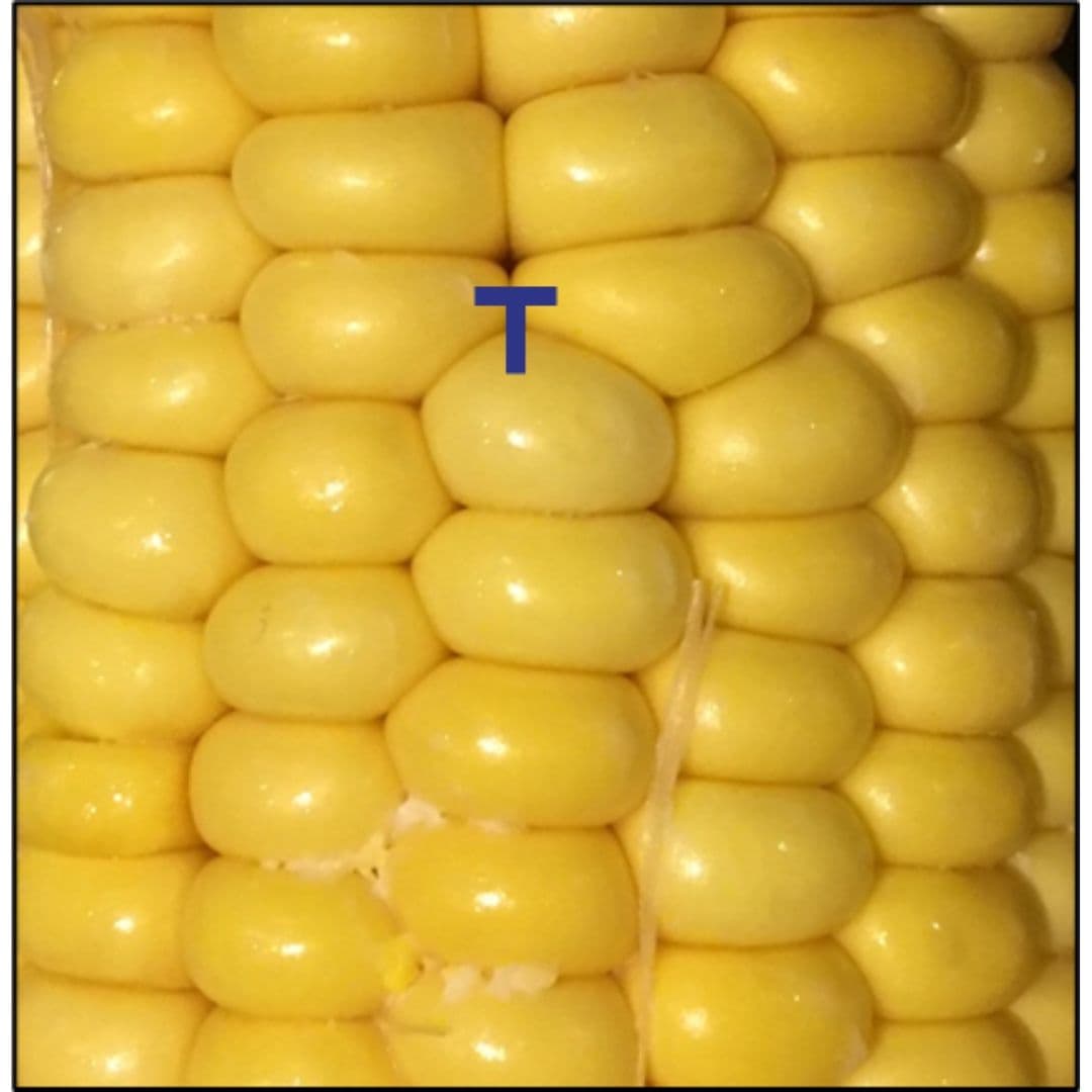 Creep Example | Failure Mechanism | SureScreen Materials