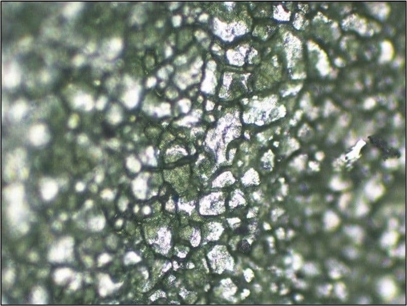 Intergranular Corrosion 3 | Failure Mechanism | SureScreen Materials